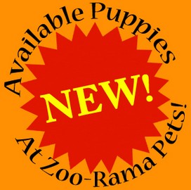 New Puppies For Sale