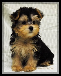morkie for sale