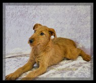 irish terrier for sale
