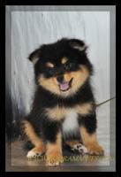 lhasa Apso for sale