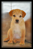cane corso for sale