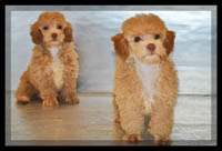 Morkie for sale