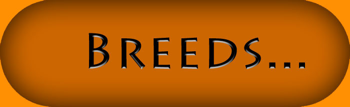 Dog Breeds
